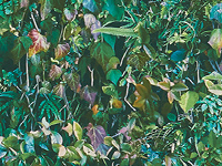 foliage wallpaper